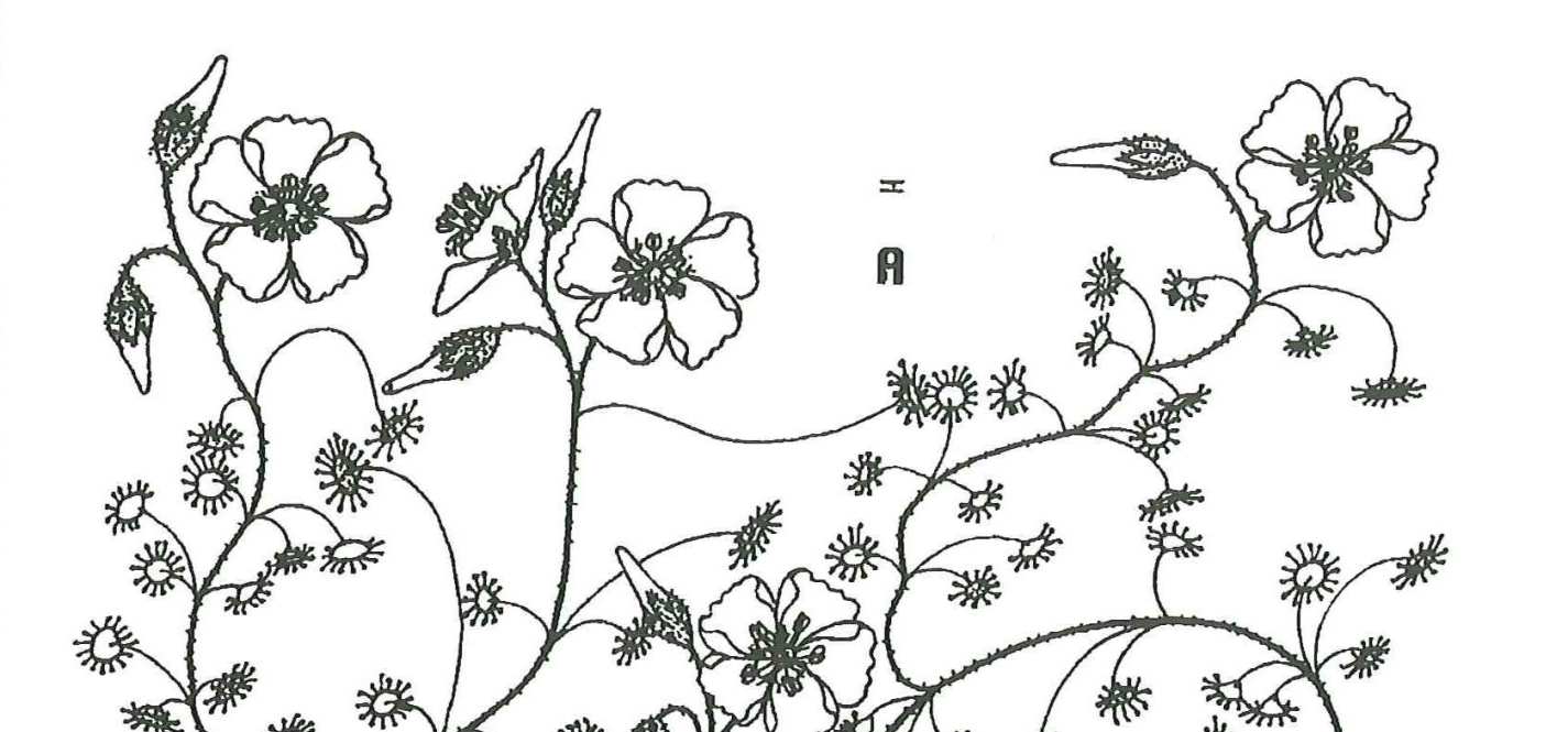 Prostředí Rosnatka Drosera subhirtella roste na vřesovištích s bílým pískem ve společenství dřevin rodu Banksia, na vřesovištích se žlutým pískem, na křemičitých planinách, na bílých lateritových