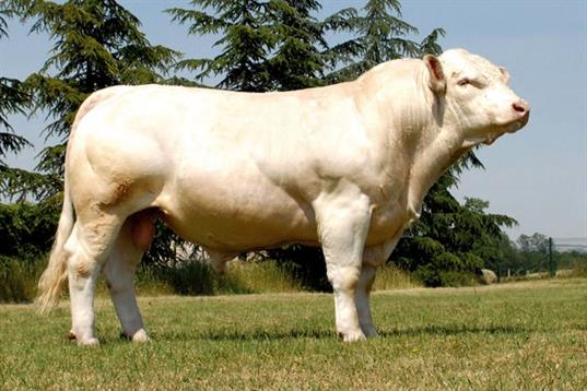 97 IVMAT 117 Nejlepší bezrohý býk Virgil patří mezi nejlepší současné bezrohé býky. Růst, osvalení a stavba těla potomstva jsou jeho největšími přednostmi.