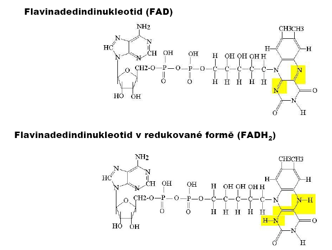přenos elektronů, riboflavin