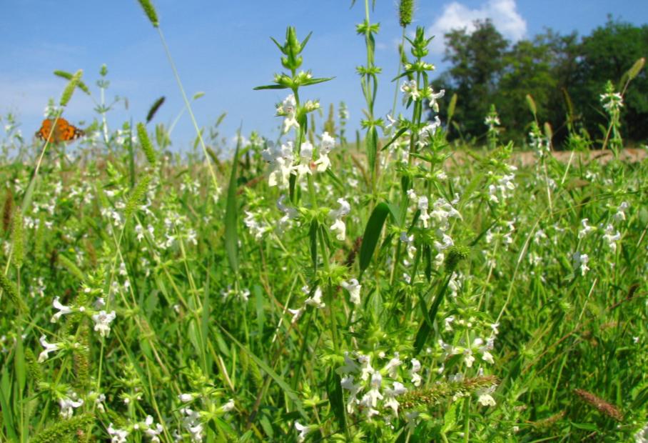 Čistec roční (Stachys