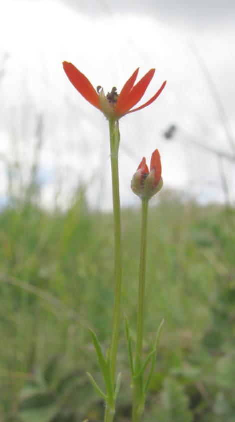 (Adonis flammea) je dnes