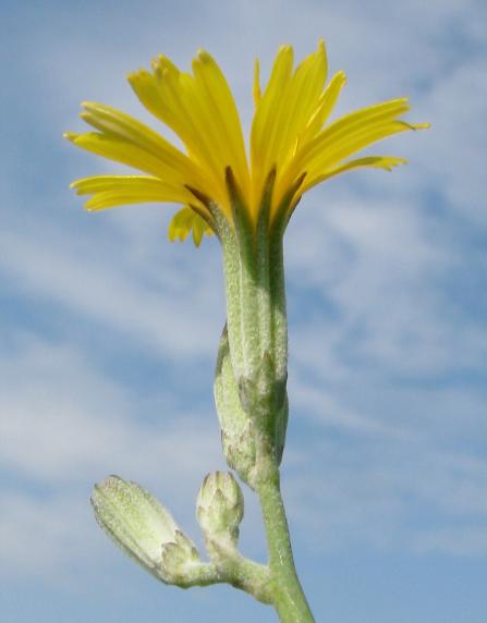 juncea) je dnes