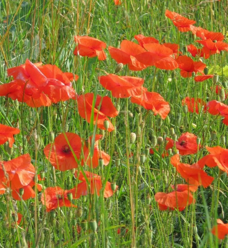 Mák vlčí (Papaver rhoeas) patří