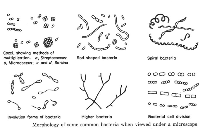 8 Mikroorganismy s nežádoucím (škodlivým) úinkem A) Mikroorganismy psobící kažení potravin Tyto mikroorganismy se obvykle vyskytují ve velkém potu.