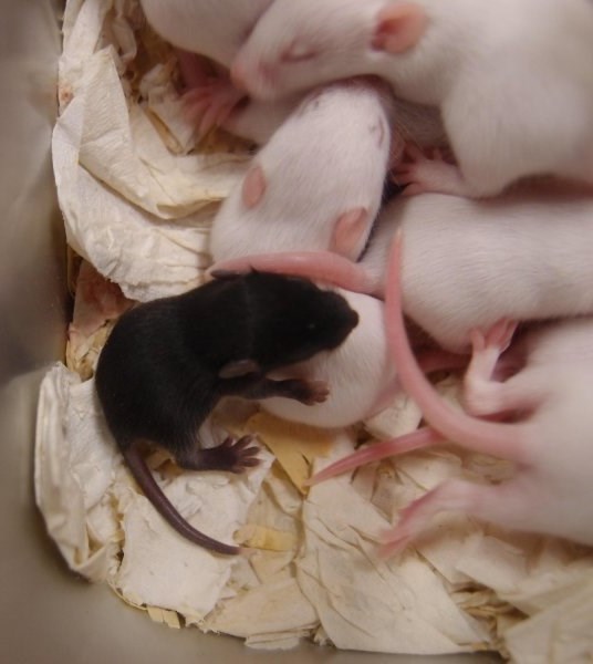 Myši jsou z hlediska klonování velmi problematickým druhem, přestože je u nich velmi dobře zvládnutá technika kultivace pohlavních buněk i embryí. Důvody jsou zatím neznámé.