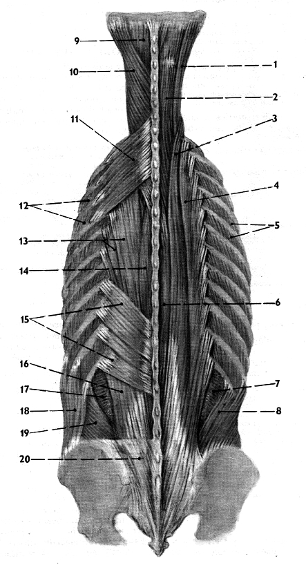 BEDERNÍ OBRATEL; pohled zezadu zleva shora; boční pohled 1 corpus vertebrae - facies terminalis superior 2 arcus vertebrae 3 processus
