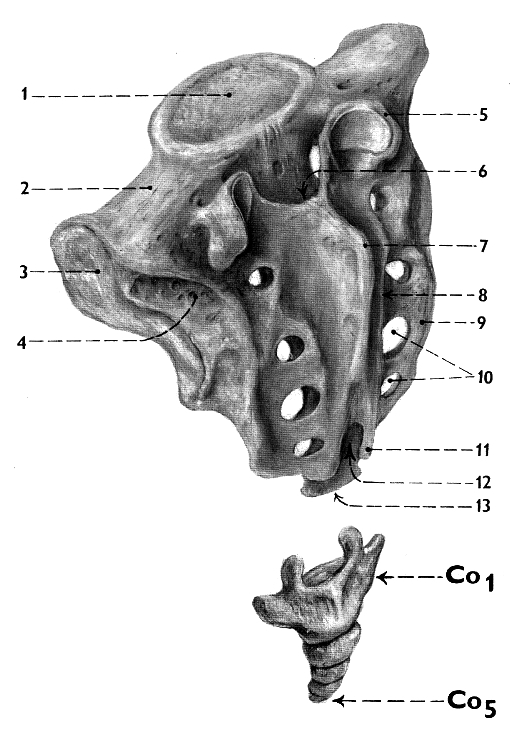 PLEXUS LUMBALIS et PLEXUS SACRALIS; schéma pletení a výstupů jednotlivých nervů A plexus lumbalis B plexus sacralis Th12-Co nervi spinales 1 n. subcostalis 2 n. iliohypogastricus 2a r.