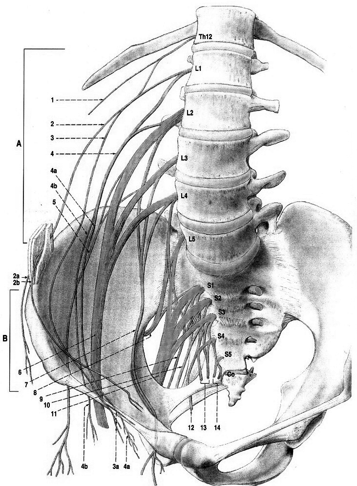 Příloha 5 - Popis průběhu akupunkturních drah Dráha plic Vnitřní průběh dráhy plic začíná ve střední části hrudní dutiny, směřuje dolů a dostává se do kontaktu se sdruženým orgánem tlustým střevem.