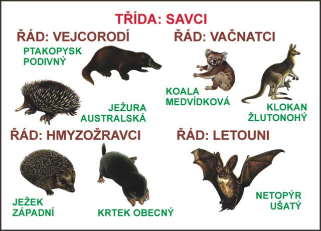 Podtřída: ŢIVORODÍ Řád: VAČNATCI - Austrálie, Severní Amerika, Jiţní Amerika - anatomicky jednotná skupina savců, z pánve vybíhají vakové kosti přes které se přetahuje vazivová blána a kůţe čímţ