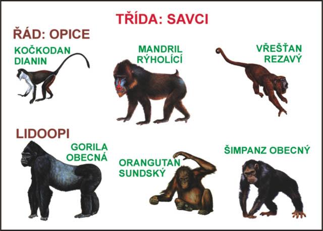 - opice s denní aktivitou a) Ploskonosé - široká nosní přepáţka, chápavý ocas Vřešťani Malpa kapucínská - J.