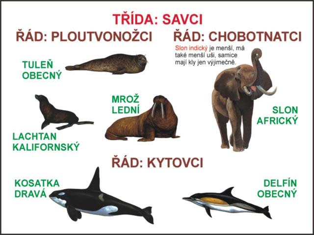 Řád: CHOBOTNATCI - horní řezáky jsou přeměněny ve vyčnívající kly, chobot má na konci 1-2 chápavé prsty, ţijí ve stádech, ochočení sloni jsou pouţíváni jako pracovní zvířata Slon indický Slon africký