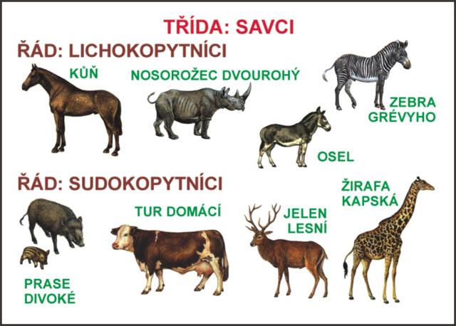 Velryba černá - Atlantik, Tichý oceán, má na hlavě hrbol Plejtvák šedý Plejtvák obrovský = Modrá velryba - ve všech oceánech, je vzácný Řád: LICHOKOPYTNÍCI - našlapují na špičky posledních prstových