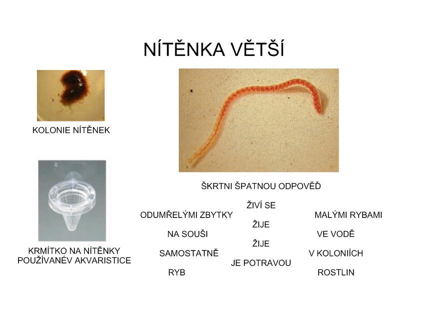 Zeměpis: Příručka