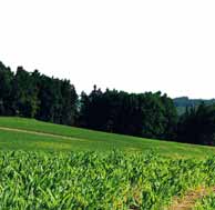 N zákldě stávjící litertury je oecně pěstování kukuřice v užších řádcích spojováno s otázkou zvyšování výnosů kukuřice v důsledku vyššího využití slunečního záření, s možností optimlizce kvlittivních