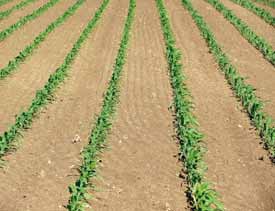 Schém: Vliv růstové fáze porostů kukuřice n eliminci kpkové eroze (Brnt, 4); LAI - index listové plochy, D r - délk rostliny, MSR 45 - množství rozstříknuté zeminy n jednotku plochy v porostech s