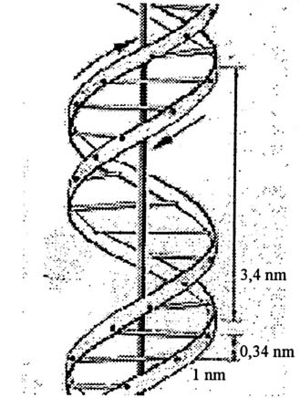 Molekulární základ dědičnosti Dědičná informace je zakódována v deoxyribonukleové kyselině, která je uložena v jádře buňky v chromozómech.