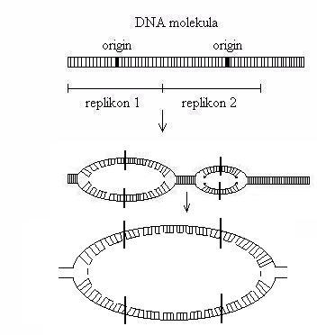 Replikace DNA Struktura ve formě dvoušroubovice a komplementarita bází umožňují semikonzervativní replikaci DNA. Replikace je zajišťována DNA polymerázami.