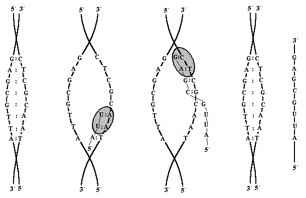 Transkripce RNA Při transkripci je podle předlohy v DNA syntetizována RNA (obr. č. 4). Základními typy ribonukleové kyseliny jsou transferová trna, ribosomální rrna a messenger mrna.