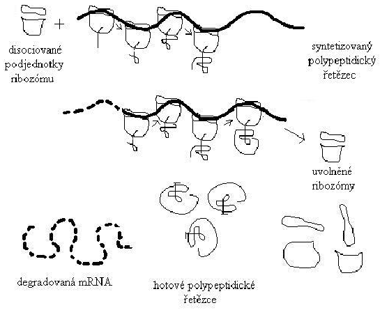 několika typů ribosomální RNA a proteinů (obr. č. 6).