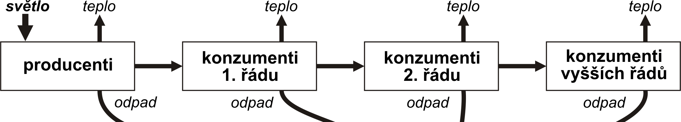 řádu (býložravci, živí se producenty), konzumenty 2.