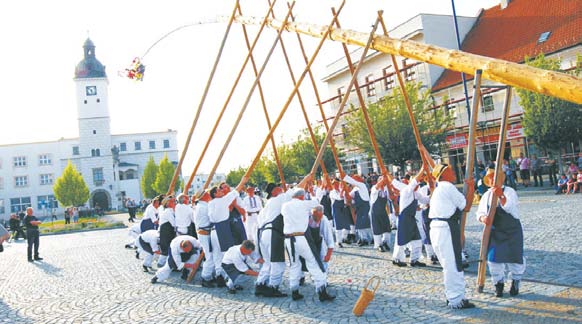 Práce se neobešla bez přestávek na pití vína a zpěv. O ten se pracující muži dělili s ženami, které zpívaly v době, kdy krojovaní muži nechávali svým hlasivkám odpočinout.