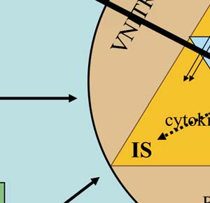 u diabetu 1) nebo nevhodnou stravou, zvyšuje se riziko vzniku metabolických a chronických onemocnění.