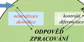 průběh a závažnost onemocnění moduluje endokrinní funkce a psychický stav. Imunitní systém má v ochraně organismu řadu důležitých úloh. Především je to obrana identity a jedinečnosti každého jedince.