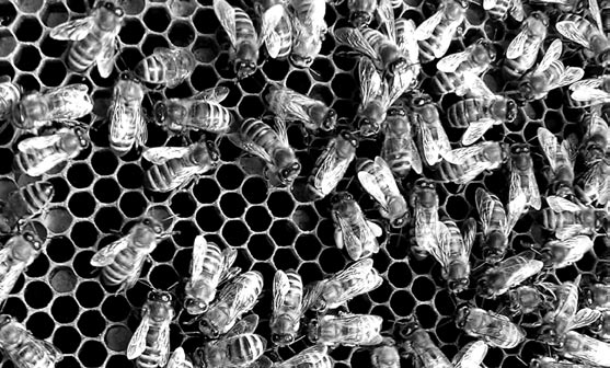 Od jara do podzimu aneb Jak začít včelařit Vážení přátelé včelaři. Dovolte, abych se vám představil. Začal jsem včelařit v roce 1968 a jako každý začínající včelař jsem nerozpoznal trubce od matky.