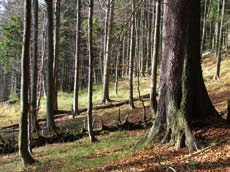 Slouží k ochraně deseti naturových druhů zvířat, dvou rostlin a sedmnácti typů přírodních stanovišť. Ptáci V Beskydech jsou od roku 2006 vymezeny dvě ptačí oblasti Horní Vsacko a Beskydy.