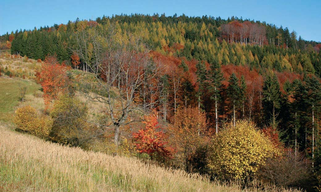 při obnově porostů ponechávat lesní okraje autochtonních dřevin, zejména listnáčů, včetně dochovaného podrostu keřů; na vhodných místech doplňovat chybějící druhy dřevin včetně keřů místní