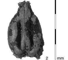 Selection of archaeobotanical finds: 1 Vitis vinifera dorsal view of stone (trench III, feature 6); 2 Vitis vinifera ventral view of stone (trench III, feature 6). 1.3.