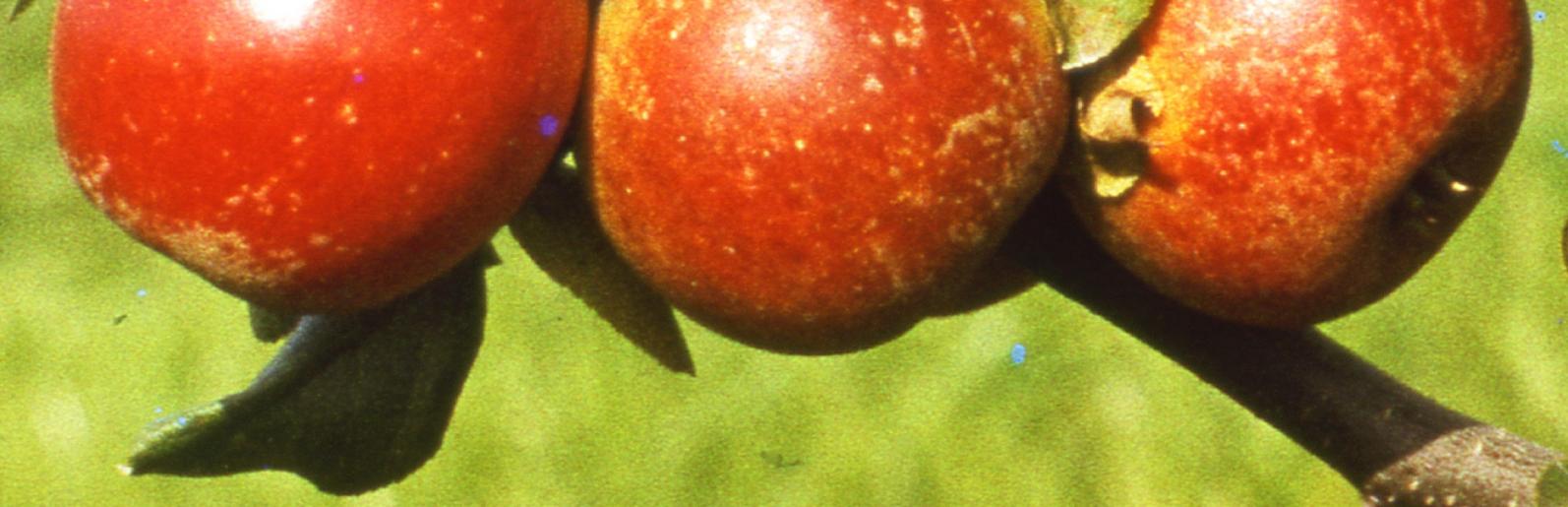 Plodí i na jednoletém d ev. Vlastnosti plodu: Plody jsou st ední až podpr rn velké (112 147 g), vysoce kulovitého dosti pravidelného tvaru.