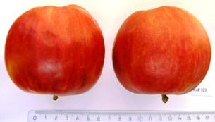 Vlastnosti plodu: Plody jsou st ední velikosti (143-210g), tvar je kulovitý až kulovit kuželovitý s mírnými žebry, áste nepravidelný. Stopka je st edn tlustá a st edn dlouhá.