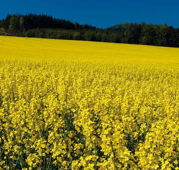 ŘEPKA OZIMÁ (Brassica napus L., var.