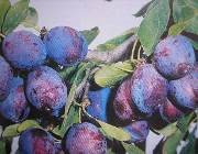 Tvar a podnož: Strom středního vzrůstu přinášející bohatou úrodu. Vlastnosti plodu: Plody jsou velké, tmavě modré barvy, aromatické.
