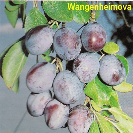 Jako opylovače jsou nejčastěji doporučovány Domácí švestka a Wangenheimova. Vlastnosti plodu: Je pomologického typu švestka. Jsou středně velké (průměrná hmotnost kolísá mezi 26 a 37 g).