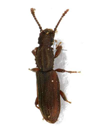 UTB ve Zlíně, Fakulta technologická 14 1.1.3 Lesák skladištní (Oryzaephilus surinamensis) Obr.