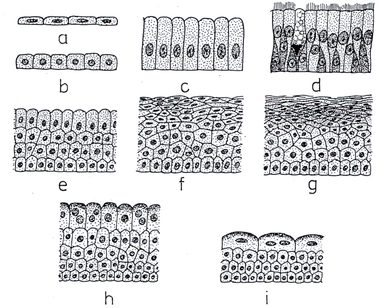 1. 3. Tkáně Tkáně = soubor buněk stejného tvaru a fce (x nervová tkáň - b.