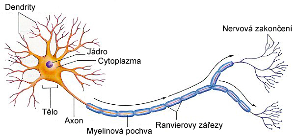 1. 3. 4. NERVOVÁ TKÁŇ Základní stavební i funkční jednotkou nervové soustavy je nervová buňka, tzv. neuron. Její tvar je rozmanitý. Nejčastější tvar: Uvnitř neuronů probíhají vlákna neurofibrily.