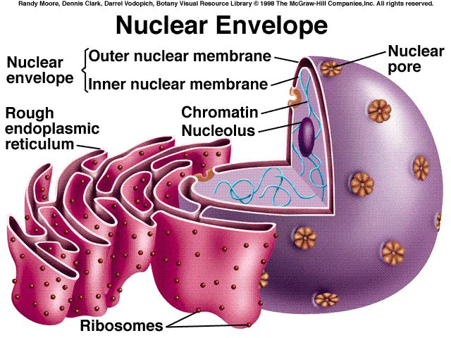 NITROBUNĚČNÉ MEMBRÁNOVÉ ORGANELY - podle významu se mohou dělit na tři skupiny: a) buněčné jádro - řídící centrum buňky b) semiautonomní organely (mitochondrie a plastidy) c) ostatní membránové