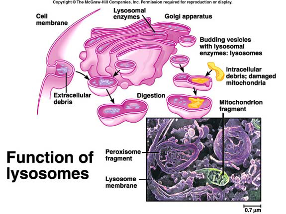 - takto upravené látky jsou sekrečními váčky uvolňovány do cytoplazmy a touto dopravovány na určená místa v buňce, kde plní své funkce, nebo jsou z buňky vylučovány. Cestou odškrcování membrán.