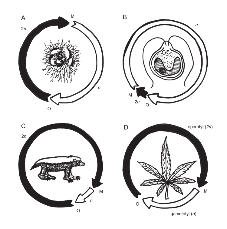 Obr. 1.3: Životní cykly organizmů. Různé organismy se výrazně liší rozsahem haploidní fáze (značena bíle) a diploidní fáze (značena černě) v rámci životního cyklu. M meióza, O oplození.