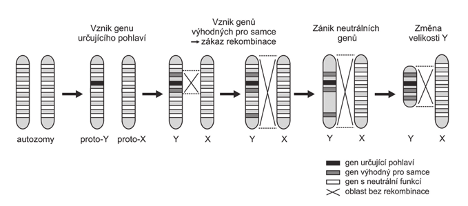 opačného párovacího typu. Obvykle se dva párovací typy gamet označují jako + a. Mohou spolu splynout pouze buňky + a, nikoliv dvě + nebo dvě.