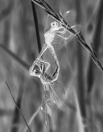 Obr. 2.13: Páření vážky rudé (Sympetrum sanguineum). Převzato z upload.wikimedia.org, autor Quartl. samičku ohlídat. Pokud už se musí samec od ní vzdálit, okamžitě po návratu dojde ke kopulaci.