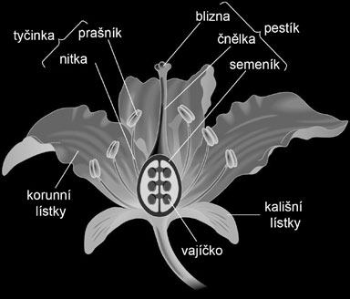 První odlišnost rostlin souvisí s pohybovými možnostmi. Většina živočichů se může aktivně pohybovat. O aktivním pohybu celého těla se může rostlinám pouze zdát jsou totiž přisedlé.