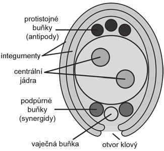 míněno u rostlin něco zcela jiného než u živočichů. Vajíčko živočichů je přímo samičí gameta.