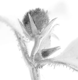 Obr. 3.13: Kleistogamický květ violky vonné (Viola odorata). Upraveno podle http://bobklips.com. častěji než u dřevin.