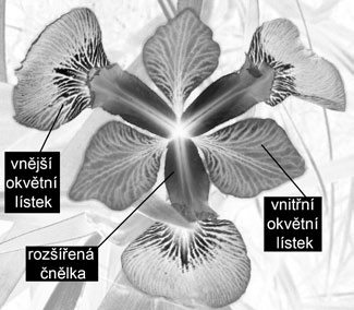 Obr. 3.16: Květ kosatce (rod Iris). Tyčinky jsou schovány pod rozšířenými čnělkami a jsou tak prostorově odděleny od blizny. Upraveno podle http://www.puskvorec.cz. samosprášení.