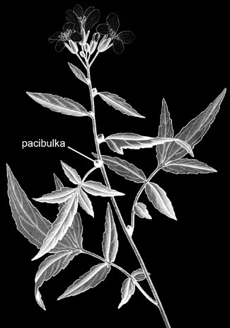 Obr. 3.23: Pacibulky kyčelnice cibulkonosné (Dentaria bulbifera). Tato rostlina se u nás rozmnožuje takřka výhradně vegetativně pomocí specializovaných orgánů pacibulek.