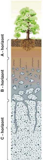 PŮDNÍ HORIZONTY půdotvornými procesy se substrát člení na půdní horizonty půdní horizonty liší se barvou a vlastnostmi uspořádány